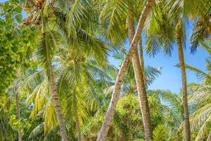 Tropical trees background concept. Coco palms and peaceful blue sky with sun rays. Exotic summer nature background, green leaves, natural landscape. Summer tropical island, holiday or vacation pattern photo