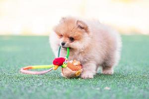 cachorro pomeraniano mordisquea un pato de peluche en un césped artificial foto