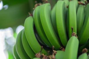 primer plano de fondo de comida de plátanos naturales frescos foto