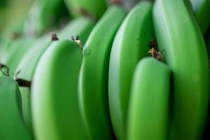 primer plano de fondo de comida de plátanos naturales frescos foto