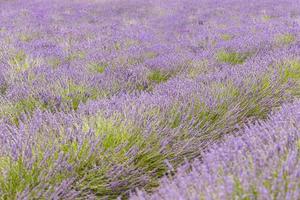 hermoso primer plano de la naturaleza del campo de lavanda, filas de lavanda en valensole, provenza. colores naturales a la luz del sol suave, campo de verano de naturaleza brillante y pradera foto