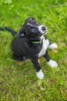 Adorable portrait of amazing healthy and happy black and white border collie puppy against foliage sunset light bokeh background. Adorable head shot portrait with copy space photo