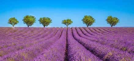 Lavender field summer, sunny nature landscape near Valensole. Provence, France. Lavender flower blooming scented fields in endless rows. Wonderful scenery, peaceful scenery, inspirational travel scene photo