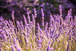 Beautiful close up ecology nature landscape with flowers and meadow. Abstract grass background with bright spring summer sunlight, sun rays on blurred natural background photo