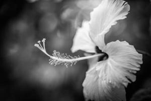 White hibiscus head with dark dramatic foliage on minimalist black background. Abstract black and white tropical nature closeup. Artistic floral macro, minimal composition, natural spring monochrome photo