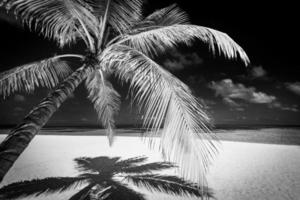 Tranquil minimalist nature process in black and white. Artistic beach palm trees dark sky, sunlight. Abstract monochrome travel background pattern. Coconut trees summer dark dramatic meditation energy photo