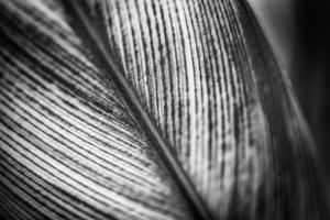 Abstract nature black and white palm leaf background, decorative macro view. Dramatic light, monochrome natural closeup. Exotic tropical pattern, beautiful backdrop, meditation spa, loneliness concept photo