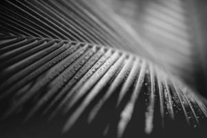 Artistic black and white concept of palm leaves with rain drops and soft sunset sunlight, bright dramatic nature with copy space. Black and white palm leaves photo