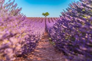 hermoso campo en provenza, campo de lavanda con un árbol solitario y un paisaje natural tranquilo. inspiradoras flores de lavanda florecientes de temporada primavera verano, luz solar natural, vista pacífica de la naturaleza foto