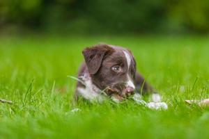 Adorable portrait of amazing healthy and happy black and white border collie puppy against foliage sunset light bokeh background. Adorable head shot portrait with copy space photo