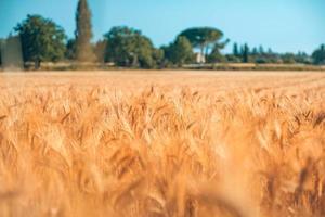 Wheat flied panorama with tree at sunset, rural countryside. Ears of golden wheat close up. Beautiful nature sunset landscape. Summer nature, blurred background view photo