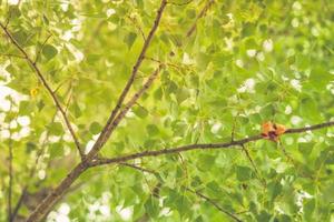 hojas verdes y una hoja amarilla con fondo borroso de luz solar natural. naturaleza pacífica foto