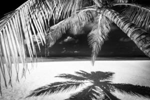 Tranquil minimalist nature process in black and white. Artistic beach palm trees dark sky, sunlight. Abstract monochrome travel background pattern. Coconut trees summer dark dramatic meditation energy photo