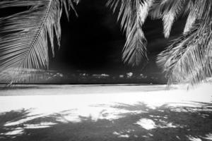 Tranquil minimalist nature process in black and white. Artistic beach palm trees dark sky, sunlight. Abstract monochrome travel background pattern. Coconut trees summer dark dramatic meditation energy photo