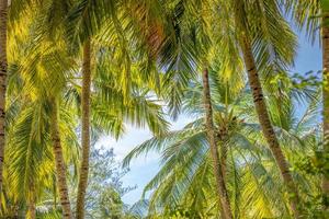 Tropical trees background concept. Coco palms and peaceful blue sky with sun rays. Exotic summer nature background, green leaves, natural landscape. Summer tropical island, holiday or vacation pattern photo