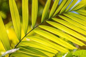 Fresh green palm leaf texture natural tropical green leaf close up. Natural sunlight, Mediterranean tropical nature concept photo