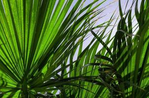 fresh palm tree branches bottom view photo