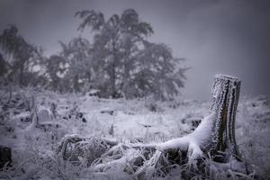 viejo tocón de árbol foto