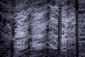 View of snowy spruce trees branches in winter photo