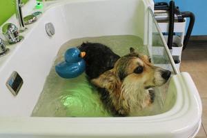 Funny welsh corgi pembroke dog taking relaxing ozone bubble bath in grooming salon. Animal care, wellness, spa procedure concept. Hygiene of pets, wet animal sitting in bathroom. Close-up photo