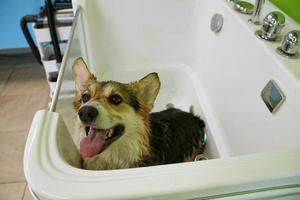 Corgi welsh pembroke with wet fur standing in a bathroom after bathing and washing in grooming salon. Professional hygiene, welness, spa procedures of animals concept. Domestic pet care idea. Close up photo