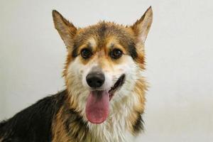 Funny portrait of happy smiling breed corgi welsh pembroke with tongue isolated on grey background. Close-up of cute dog face. Big ears. Domestic animals, pet care concept. Idea for greeting card photo