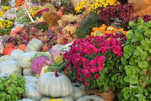 Colourful organic pumpkins and gourds on agricultural fair. Harvesting autumn time concept. Garden fall natural plant. Thanksgiving halloween decor. Festive farm rural background. Vegetarian food. photo