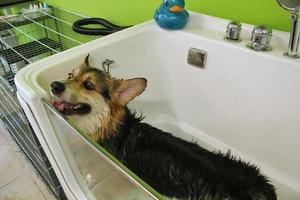 Corgi welsh pembroke with wet fur standing in a bathroom after bathing and washing in grooming salon. Professional hygiene, welness, spa procedures of animals concept. Domestic pet care idea. Close up photo