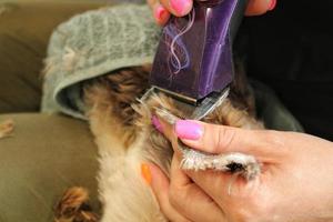 Hands of woman groomer makes a breed haircut with trimmer of yorkshire terrier in grooming salon. Use of tool for combing wool. Professional animal pet care concept. Close-up with copy space for text photo