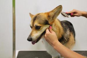 Hands of woman groomer makes a breed haircut of corgi with comb after washing fur in grooming salon. Use tool for combing wool. Professional animal pet care concept. Close-up with copy space for text photo