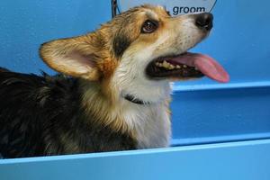 Corgi welsh pembroke with wet fur standing in a bathroom after bathing and washing in grooming salon. Professional hygiene, welness, spa procedures of animals concept. Domestic pet care idea. Close up