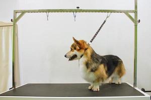 Funny corgi welsh pembroke dog with safety belt standing on dog grooming table in salon. Pet care, wellness, spa, hygiene, beauty of animals concept. Close-up photo