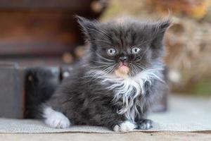 scottish fold kitten on a rustic background photo