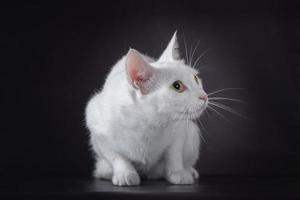 white cat on a black background photo