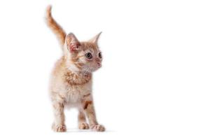 bright red kitten standing and looking right on a white background photo