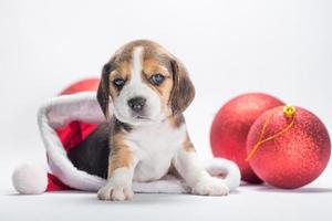 el cachorro beagle está sentado en un gran sombrero de santa junto a dos bolas de navidad en un fondo blanco foto