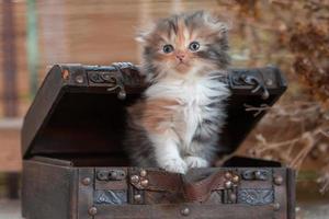 scottish fold tabby kitten inside decorative dower chest on a rustic background photo
