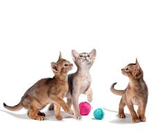 three purebred Abyssinian kittens with colored balls of wool on a white background photo