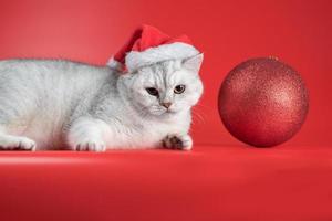 British shorthair cat in a Santa hat looks at a large New Year's ball on a red background photo