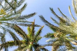 tropical background fresh palm branches photo