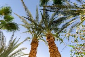 tropical background fresh palm branches photo