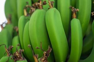 primer plano de fondo de comida de plátanos naturales frescos foto