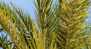 tropical background fresh palm branches photo