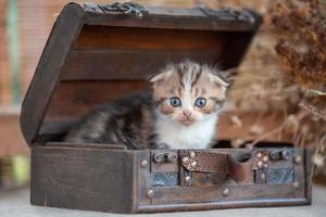 scottish fold tabby kitten on a rustic background photo