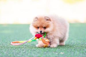 cachorro pomeraniano mordisquea un pato de peluche en un césped artificial foto