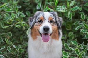 portrait of a smiling Australian Shepherd dog in the branches of a birch bark photo