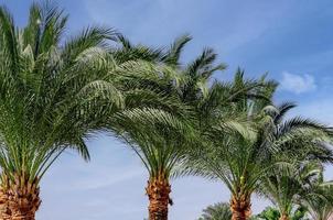 several green fresh palm trees photo