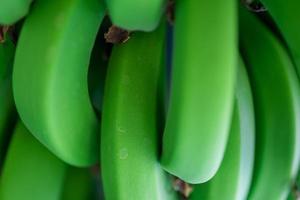 primer plano de fondo de comida de plátanos naturales frescos foto