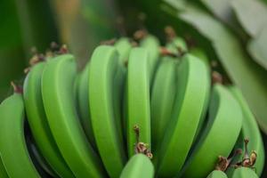 primer plano de fondo de comida de plátanos naturales frescos foto