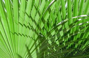 fresh palm tree branches bottom view photo